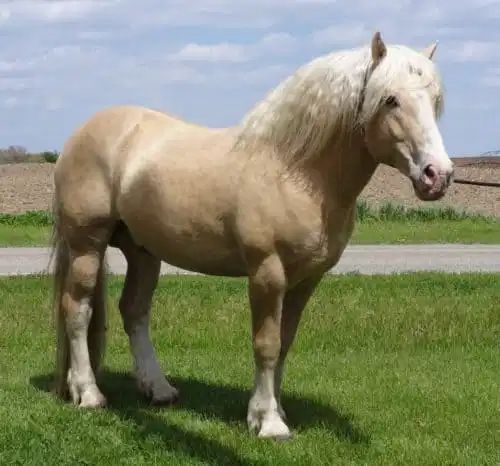 Registered American Cream Draft Horse For Sale